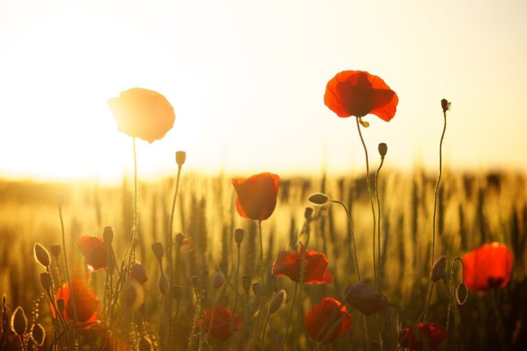 Bright red poppies illuminated by the golden light of a setting sun, with a soft-focus backdrop of a field and glowing horizon near new condos.