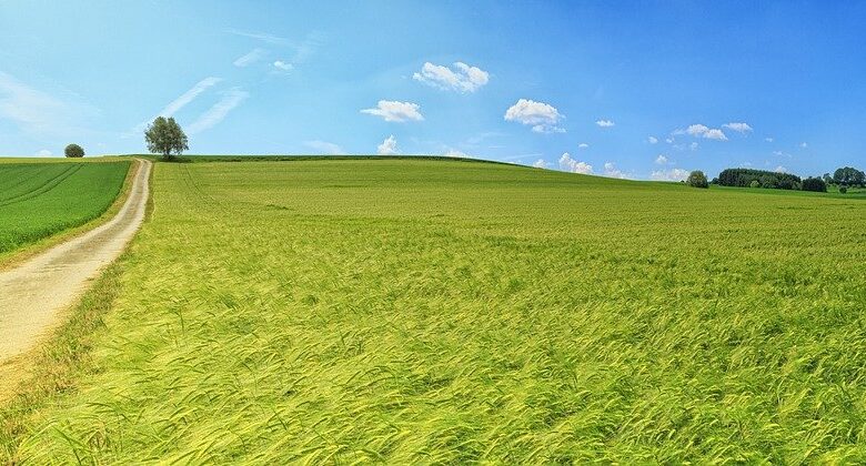 A rural landscape featuring a long dirt path winding through expansive, lush green fields under a vibrant blue sky with scattered clouds. New homes in Welland peek over the horizon, offering a serene backdrop to the solitary tree atop a gentle hill and the distant line of trees.